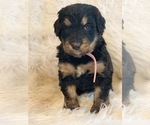 Small Photo #4 Bernedoodle Puppy For Sale in CARTER, IN, USA