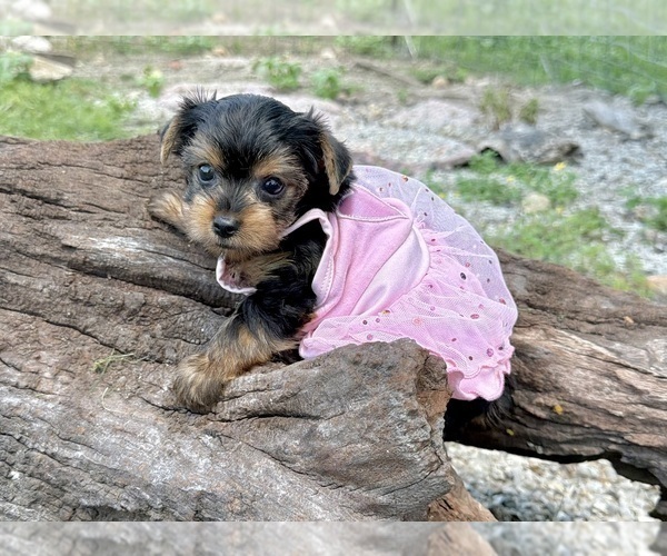 Medium Photo #8 Yorkshire Terrier Puppy For Sale in CASSVILLE, MO, USA