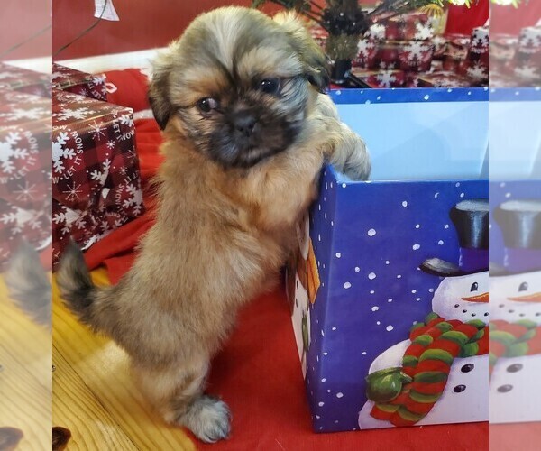 Full screen Photo #10 Shih Tzu Puppy For Sale in GRIFFIN, GA, USA