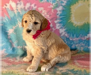 Goldendoodle Puppy for sale in LANCASTER, PA, USA