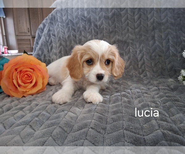 Medium Photo #12 Cavachon Puppy For Sale in STANLEY, WI, USA