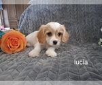Small #11 Cavachon