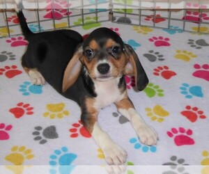 Beagle Puppy for sale in ORO VALLEY, AZ, USA