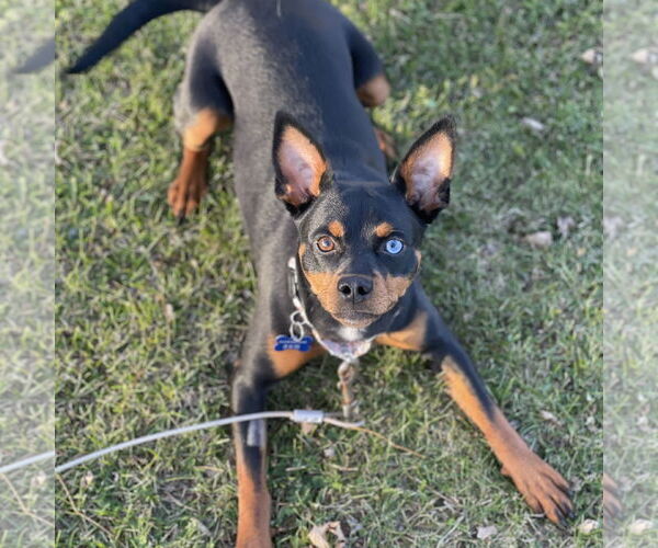 Medium Photo #1 Miniature Pinscher-Unknown Mix Puppy For Sale in Fargo, ND, USA