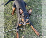 Small Miniature Pinscher Mix