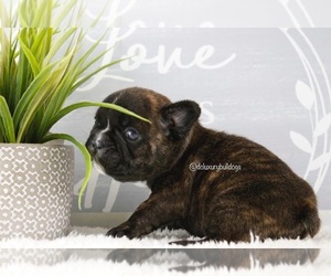 French Bulldog Puppy for sale in CHANTILLY, VA, USA