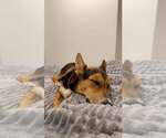 Small #1 German Shepherd Dog Mix