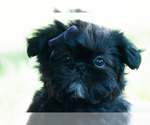 Small #4 Shih Tzu