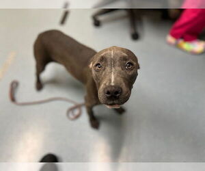 American Pit Bull Terrier Dogs for adoption in Denver, CO, USA