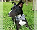 Small #1 Boxer Mix