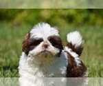 Small #5 Shih Tzu