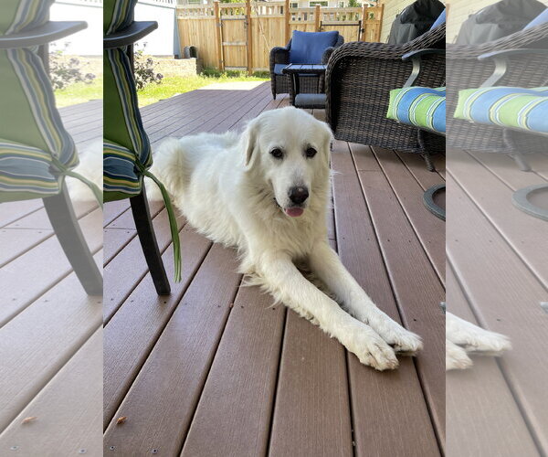 Medium Photo #3 Great Pyrenees Puppy For Sale in Spring, TX, USA