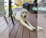 Small #2 Great Pyrenees
