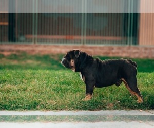 Father of the English Bulldog puppies born on 02/18/2025
