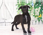 Small Mutt