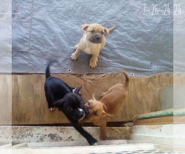 Medium Photo #11 Bulldog-Unknown Mix Puppy For Sale in Apple Valley, CA, USA
