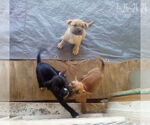 Small #10 Bulldog Mix