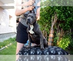 Small Photo #1 Cane Corso Puppy For Sale in Sofia, Sofia-Capital, Bulgaria