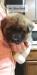Small Photo #8 Akita Puppy For Sale in HUTCHINSON, MN, USA
