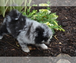 Small #3 Pomeranian