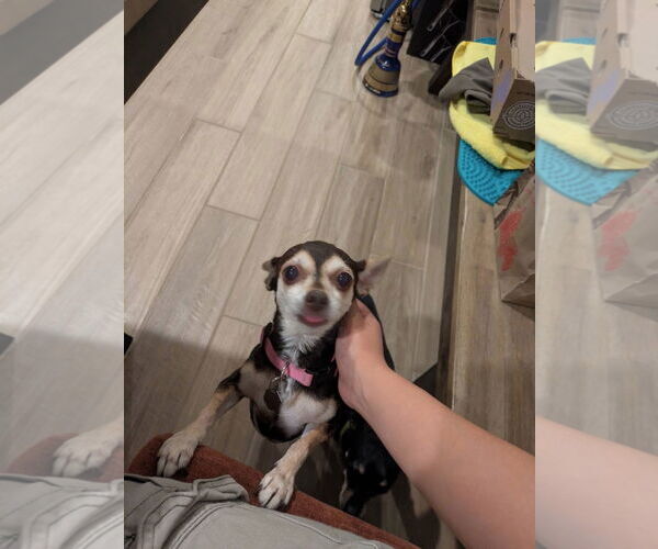 Medium Photo #2 Chipin Puppy For Sale in Chandler, AZ, USA