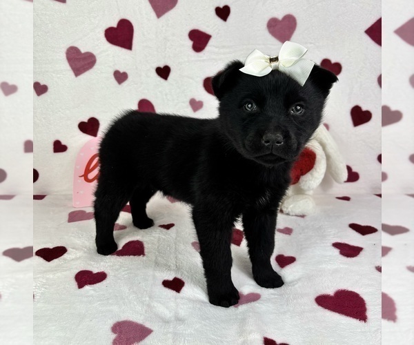 Medium Photo #4 German Shepherd Dog-Miniature American Shepherd Mix Puppy For Sale in FRANKLIN, IN, USA