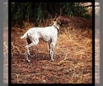 Small Photo #1 German Shorthaired Pointer Puppy For Sale in MORENO VALLEY, CA, USA