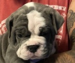 Small #1 Olde English Bulldogge