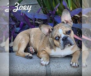 French Bulldog Dogs for adoption in Tustin, CA, USA