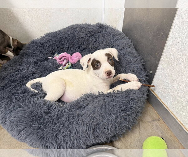 Medium Photo #2 Pug-Staffordshire Bull Terrier Mix Puppy For Sale in Cave Creek, AZ, USA