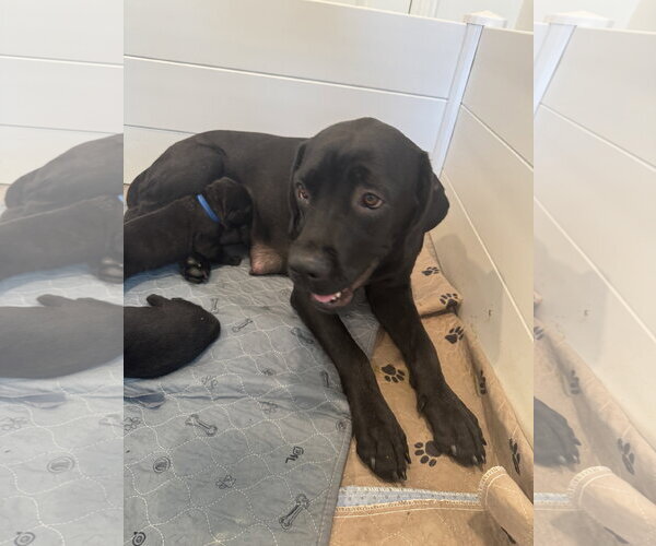 Medium Photo #6 Labrador Retriever-Unknown Mix Puppy For Sale in San Diego, CA, USA