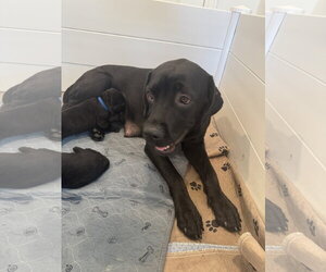 Charlotte - Female Labrador Retriever-Unknown Mix Dog for Adoption - Photo #6