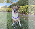 Small #1 Australian Mountain Dog