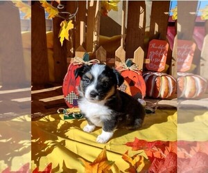 Aussie-Corgi Puppy for sale in BRIGGSDALE, CO, USA