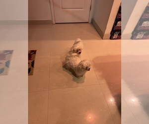Maltese Puppy for sale in CLEWISTON, FL, USA