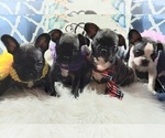 Small Photo #2 French Bulldog Puppy For Sale in CARTHAGE, TX, USA