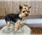 Small #1 Yorkshire Terrier