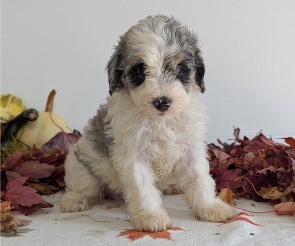 Medium Photo #49 Schnoodle (Miniature) Puppy For Sale in GOSHEN, IN, USA