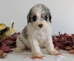 Small Photo #49 Schnoodle (Miniature) Puppy For Sale in GOSHEN, IN, USA