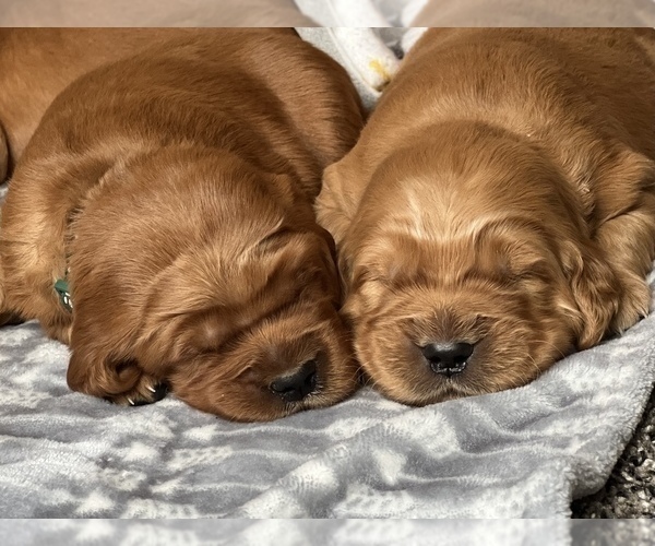 Medium Photo #7 Golden Irish Puppy For Sale in SHEDD, OR, USA