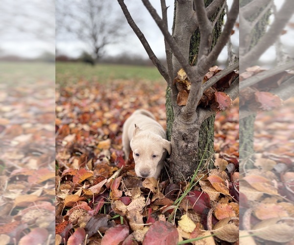 Medium Photo #52 Labrador Retriever Puppy For Sale in LEASBURG, MO, USA
