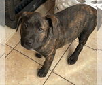 Small #1 Staffordshire Bull Terrier Mix