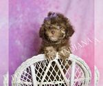 Small Photo #35 Poodle (Miniature) Puppy For Sale in WARSAW, IN, USA
