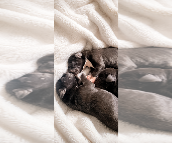 Medium Photo #7 Cane Corso Puppy For Sale in WAUWATOSA, WI, USA