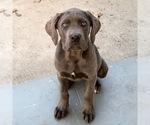 Small Photo #21 Cane Corso Puppy For Sale in ONTARIO, CA, USA