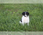 Small Photo #7 Border Collie Puppy For Sale in BLOOMINGTON, WI, USA