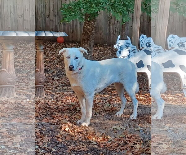 Medium Photo #1 Unknown-white german shepherd Mix Puppy For Sale in Hoffman Estates, IL, USA
