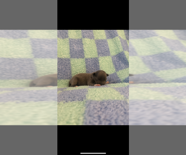 Medium Photo #3 Chihuahua Puppy For Sale in SHERMAN, TX, USA