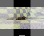 Small #2 Chihuahua