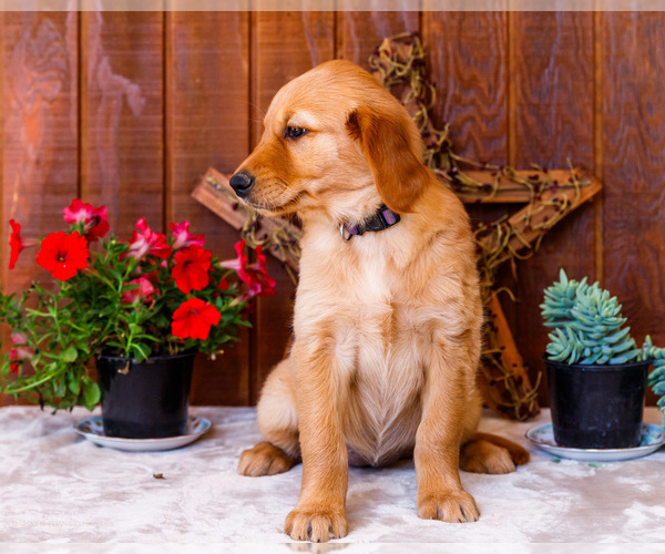 Medium Photo #34 Golden Retriever Puppy For Sale in WAKARUSA, IN, USA